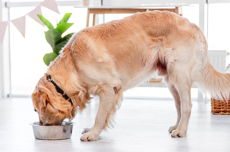 Hund in Mietwohnung halten